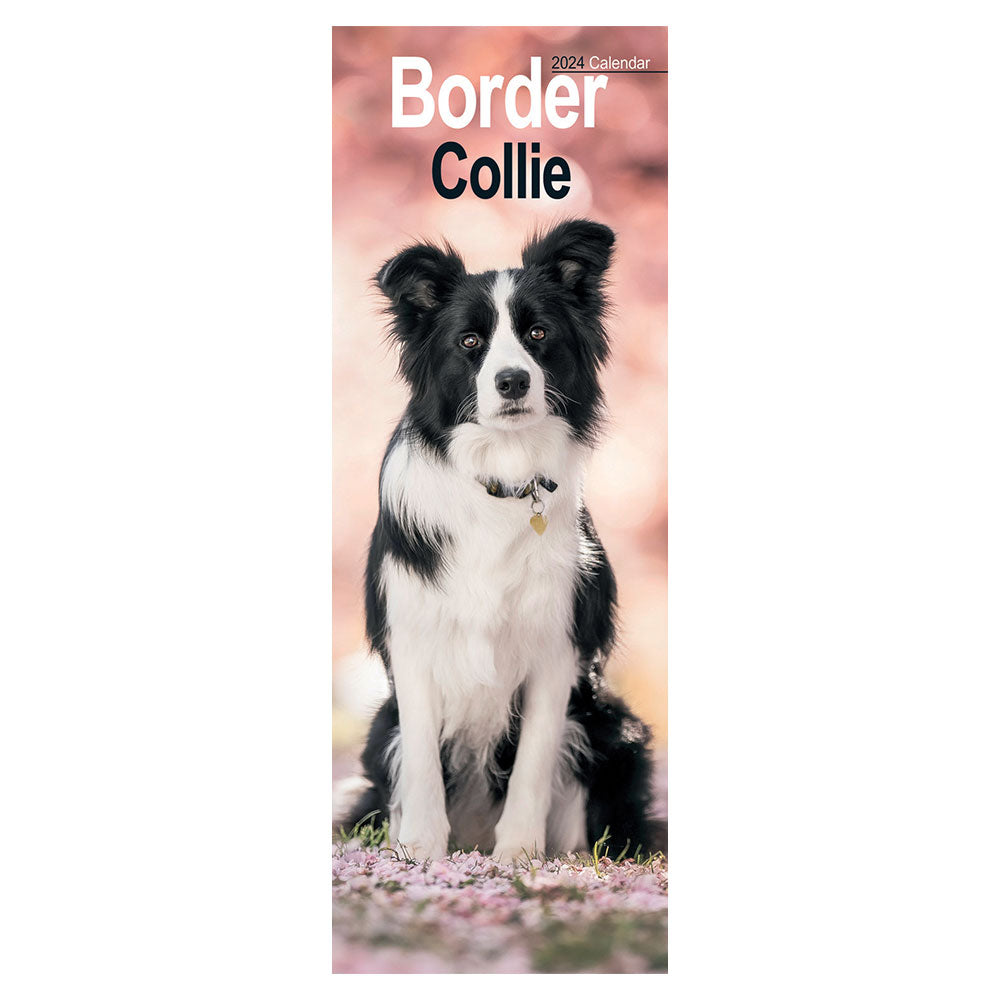 A picture of a Border Collie under a Cherry Blossom.