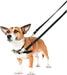 A close up of a small dog using the black Halti Training lead.