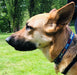 A close up side profile of a German Shepherd in a field wearing a blue collar decorated with different coloured bones.
