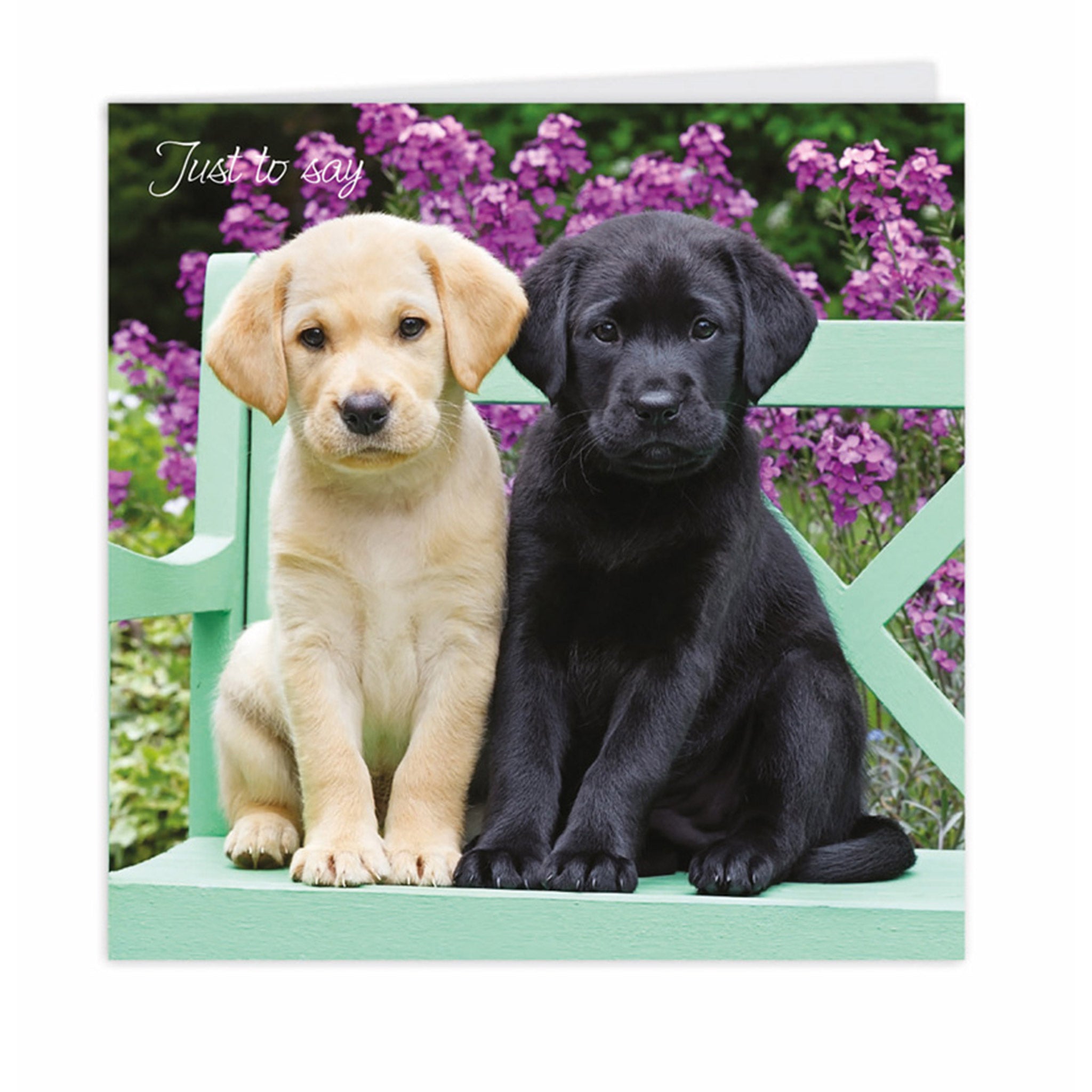 Labrador puppy notecards