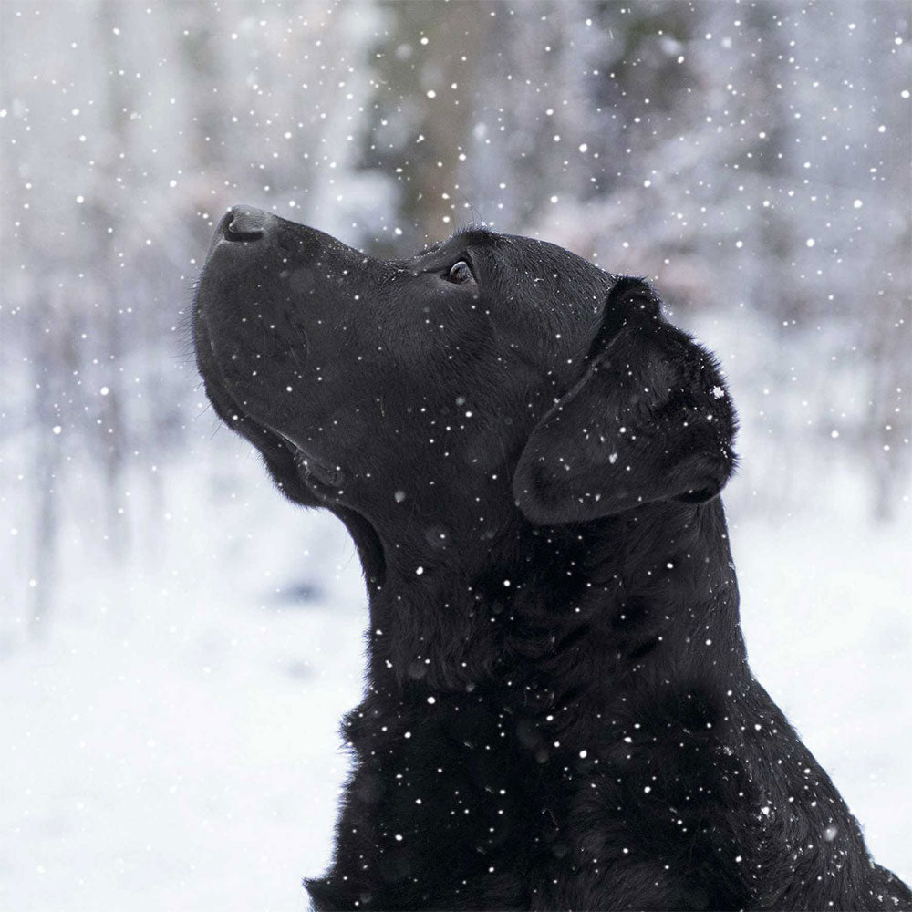 A black labrador in profile looks up on a snowy day.