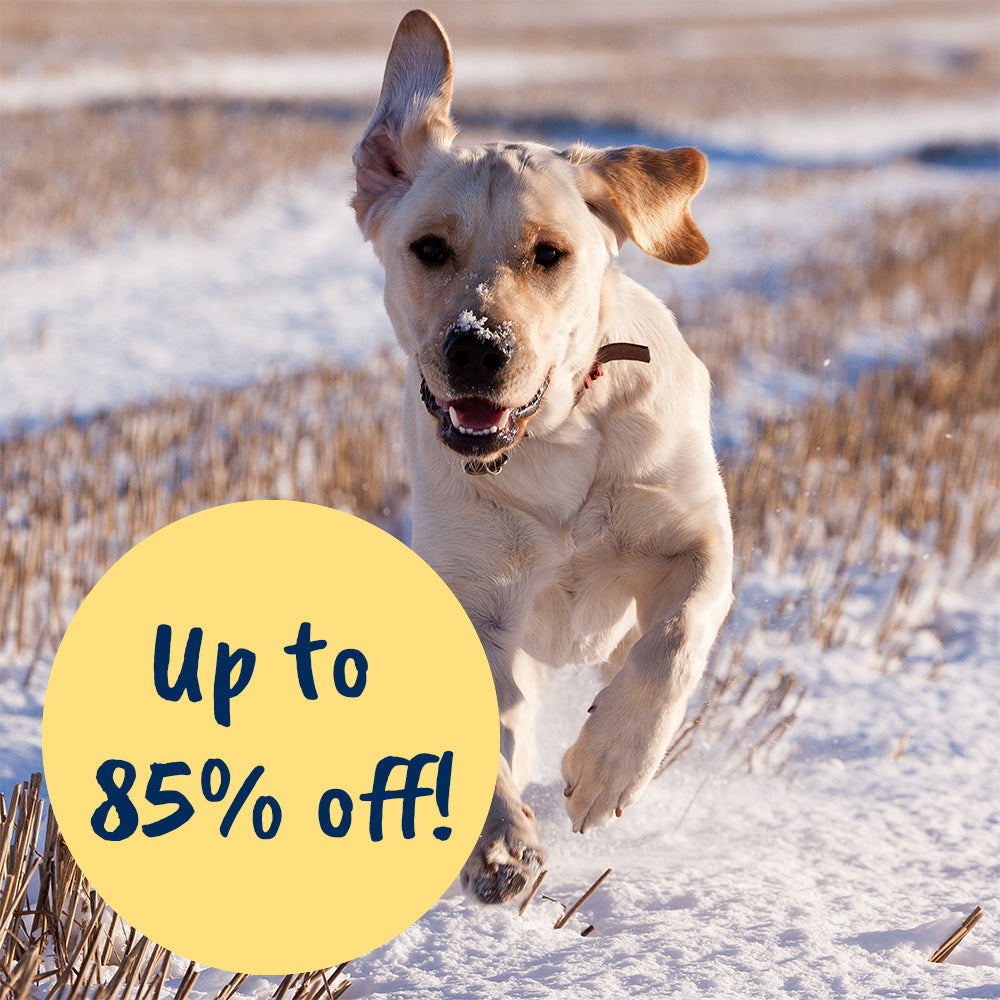 A yellow Labrador puppy running in the snow. There is circle with text saying up to 85% off.