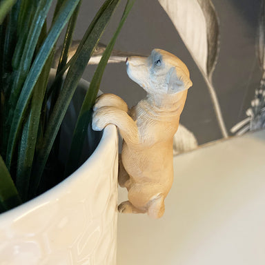 A close up of a Labrador shaped pot holder on the edge of a plant pot.