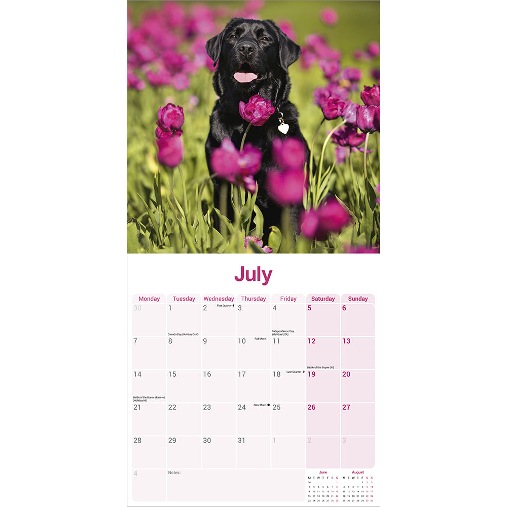 Black Labrador 2025 wall calendar