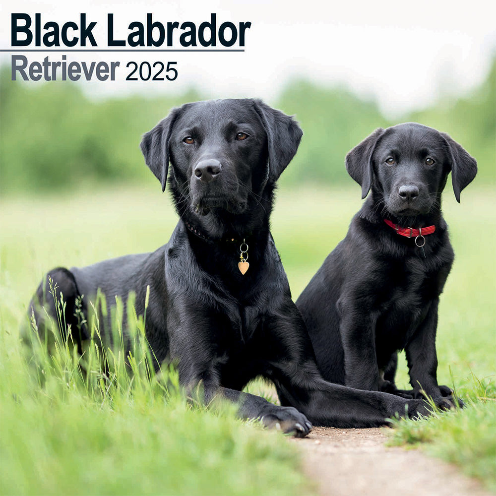 The front cover of the calendar featuring two Black Labradors on a green field. The one on the left is an adult, the one on the right is a puppy.