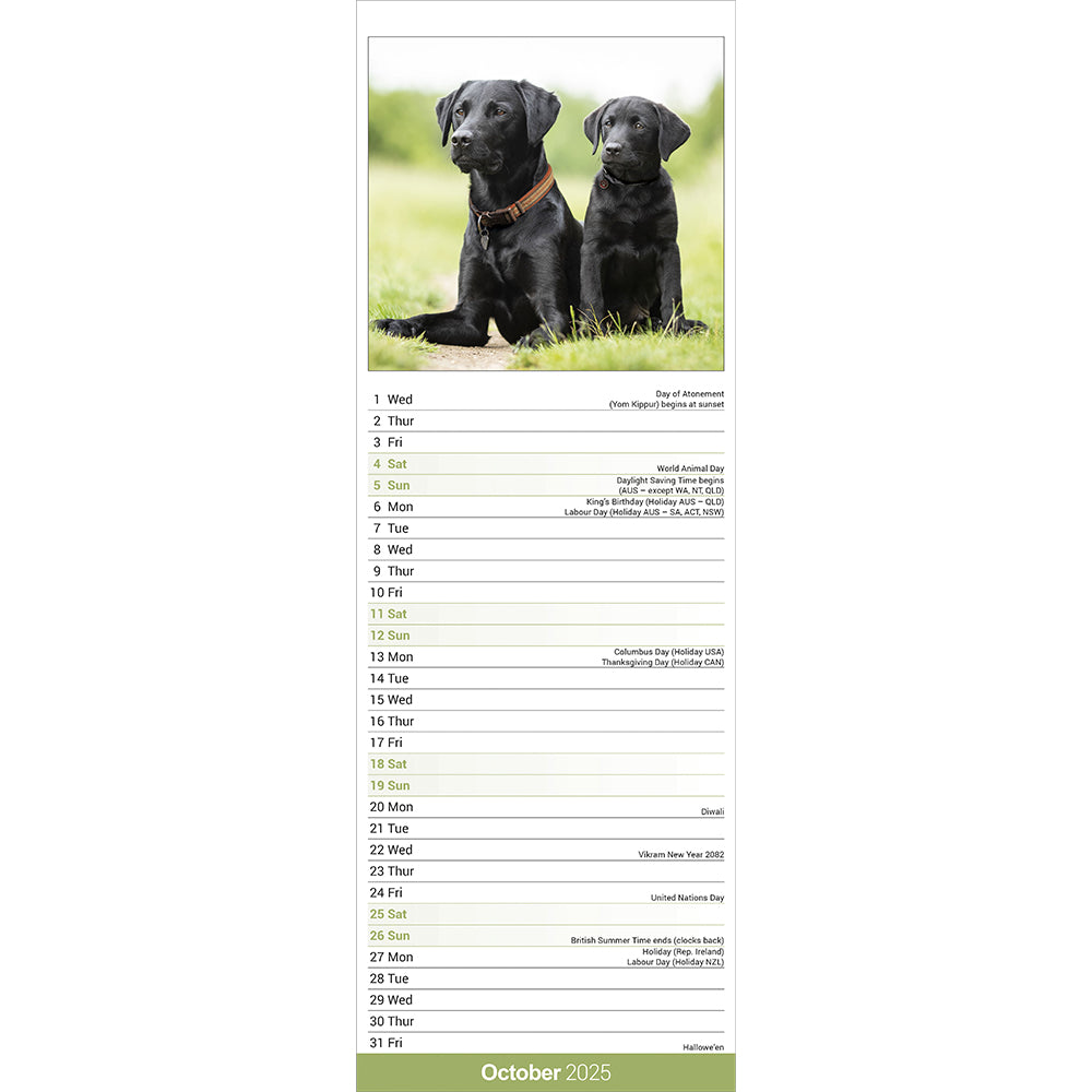 Black Labrador 2025 slim calendar