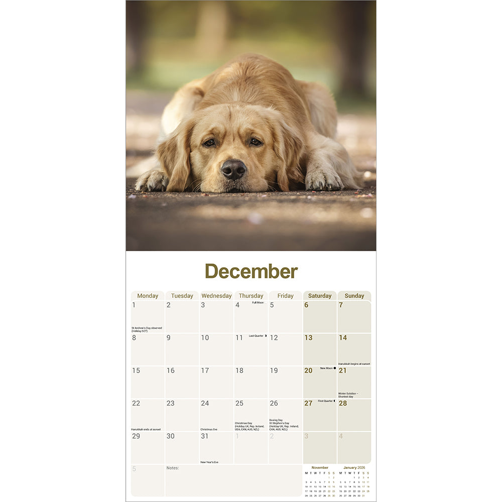 Golden retriever 2025 wall calendar