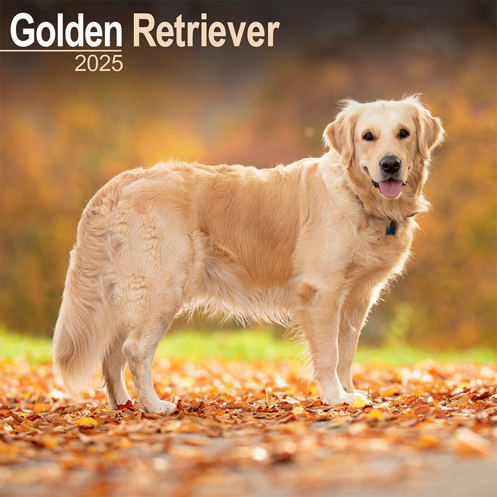 The front cover of the calendar featuring a Golden Retriever standing on autumn leaves