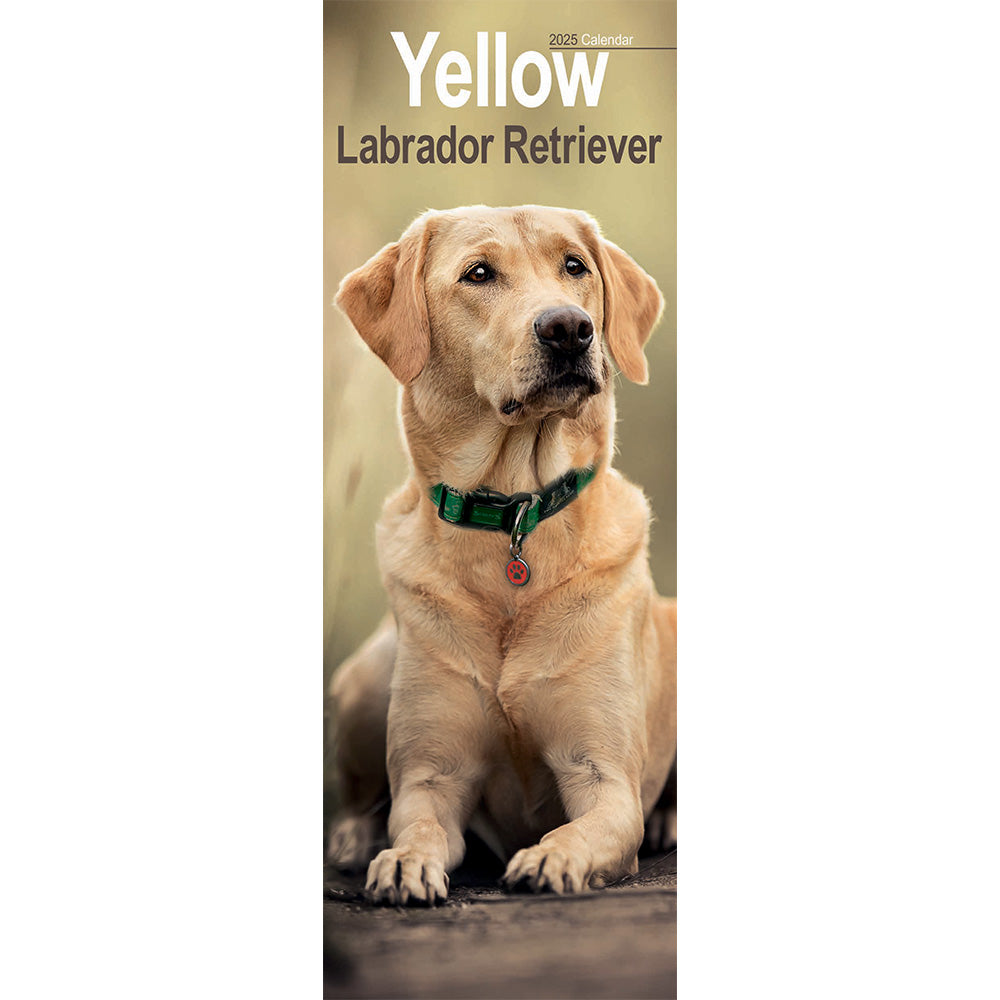 The front cover of the calendar featuring a Yellow Labrador laying down