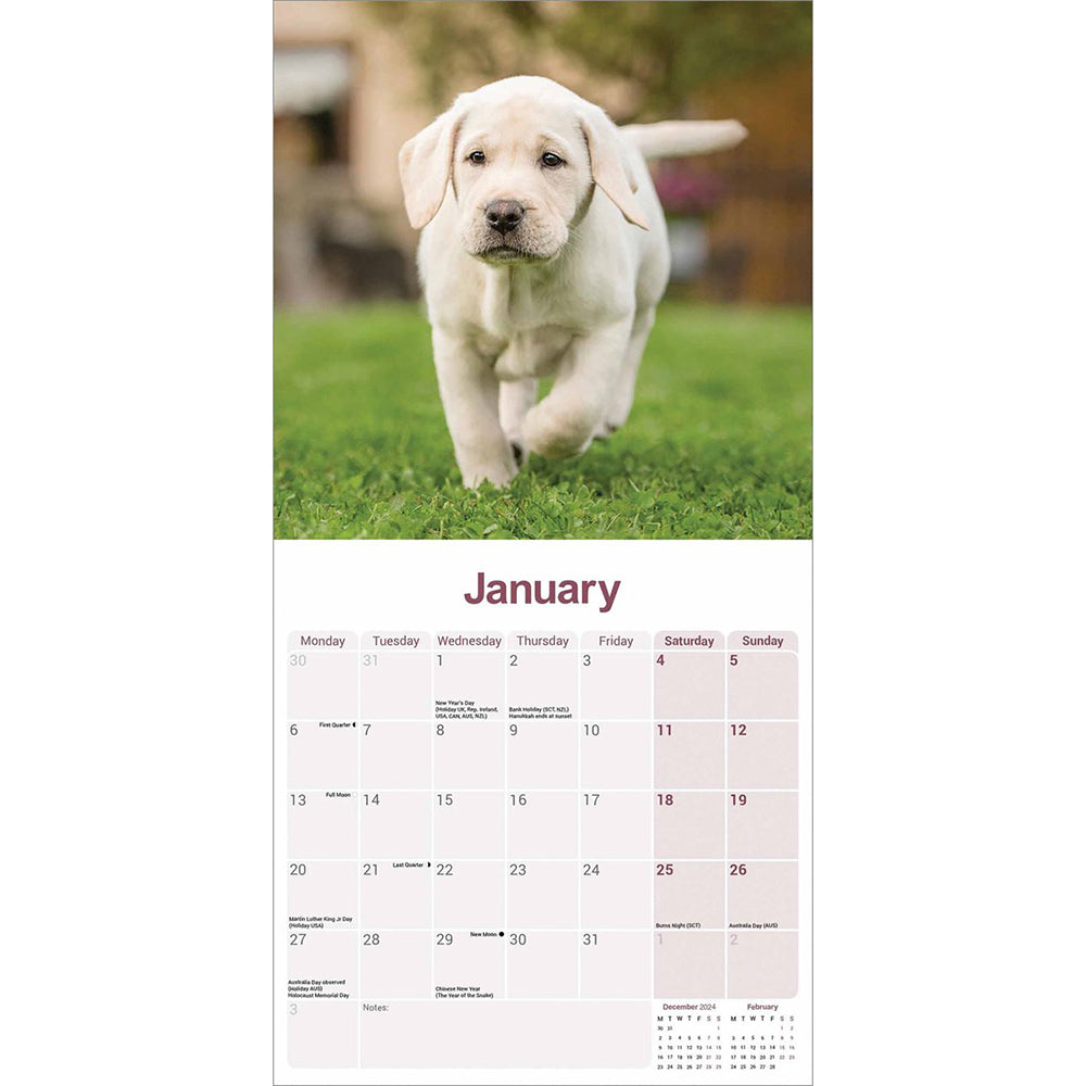 Yellow Labrador 2025 wall calendar