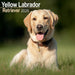 The front cover of the calendar featuring a Yellow Labrador laying in a field