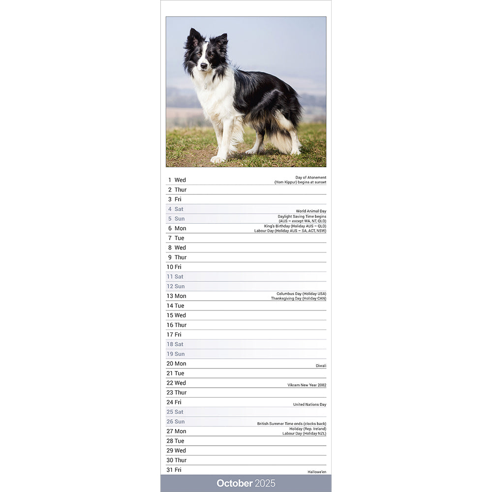 Border Collie 2025 slim calendar