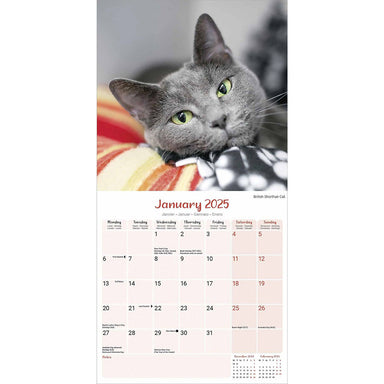 January 2025 of the Cats calendar featuring a photograph of a grey British Shorthair cat.