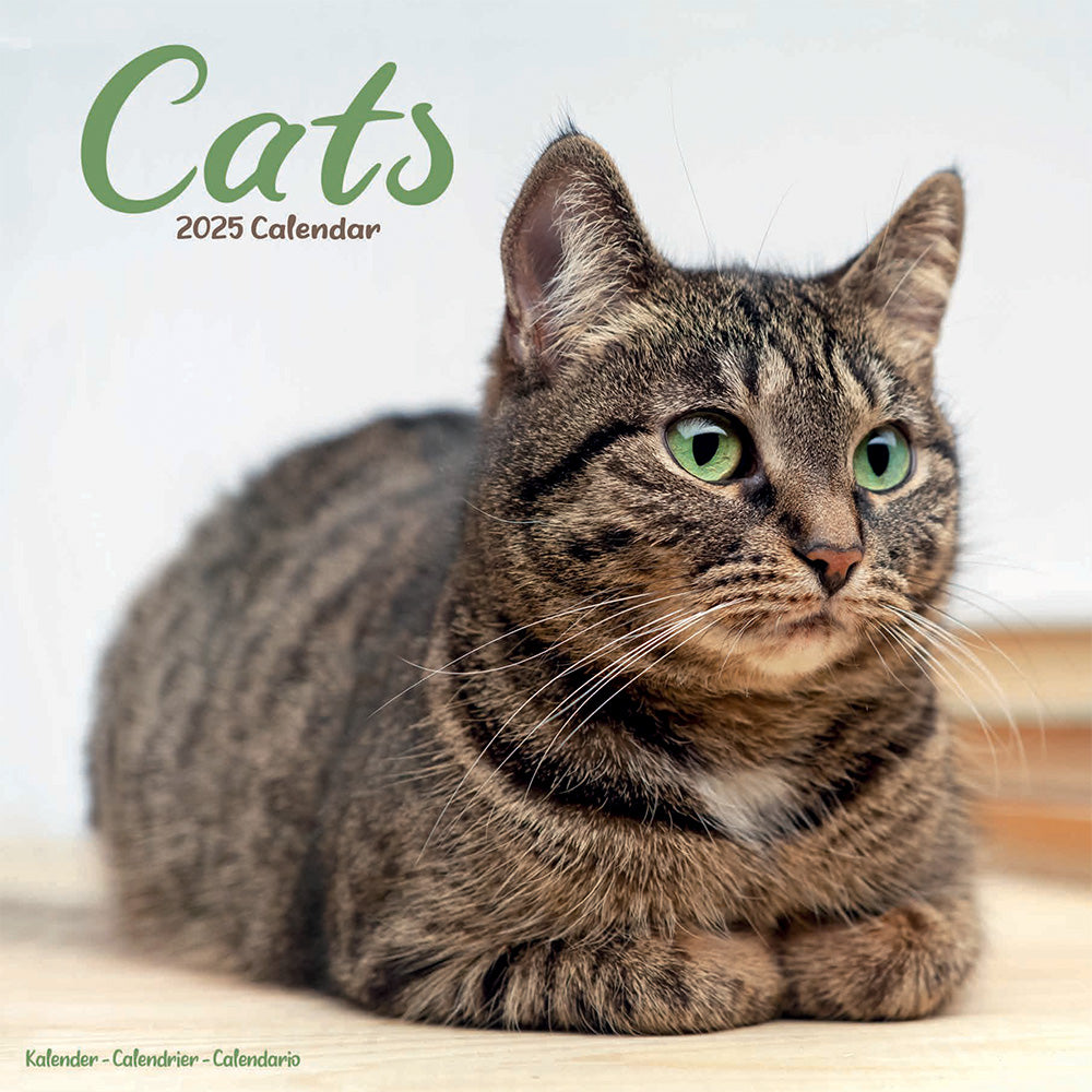 The front cover of the calendar featuring a tabby cat with green eyes