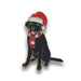 A pin badge featuring a black Labrador wearing a red Santa hat and matching stripe scarf.