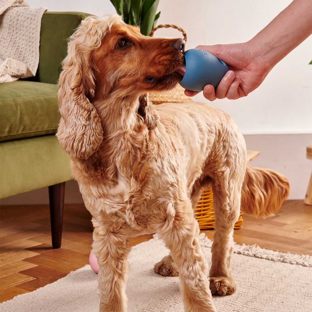 A dog licking the bottom of a rubber dog toy filled with treats. A hand holds the toy up to the dog.