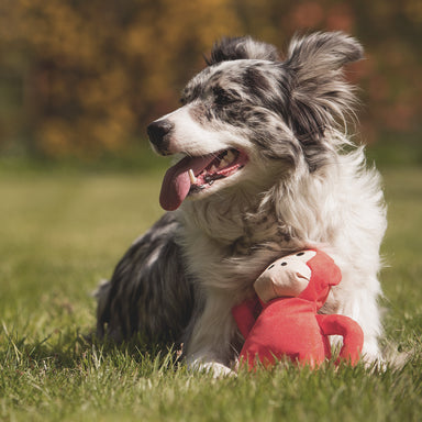 A photograph of a dog with a toy monkey in its paws.