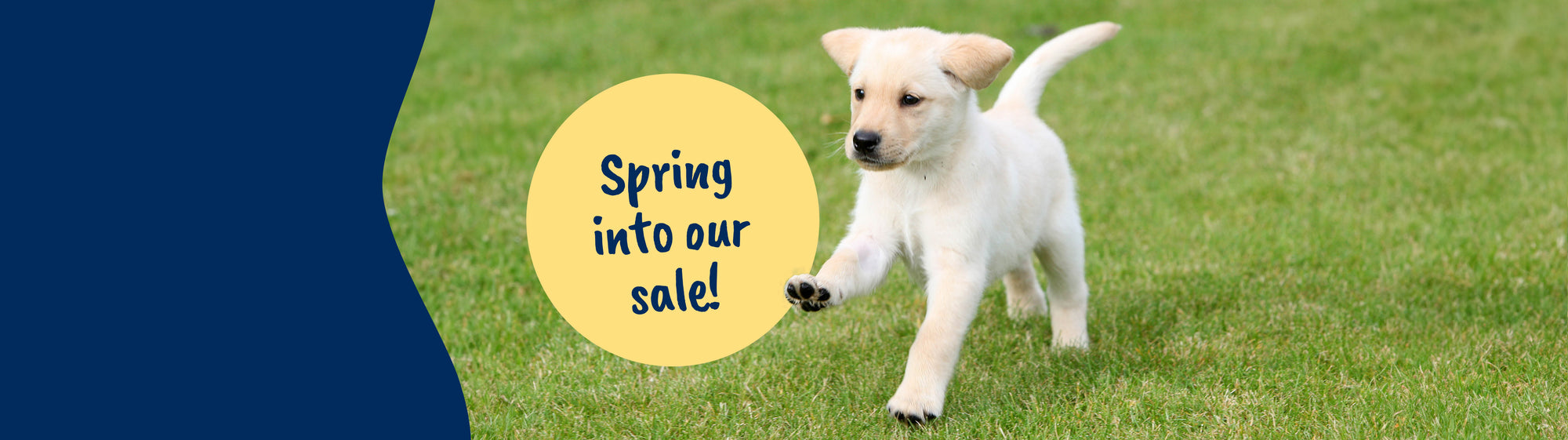 A Yellow Labrador puppy skipping on green grass. There's text in a yellow roundel which says 'Spring into our sale!' 