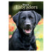 A Black Labrador pants on the cover of the Black Labradors 2024 Diary.