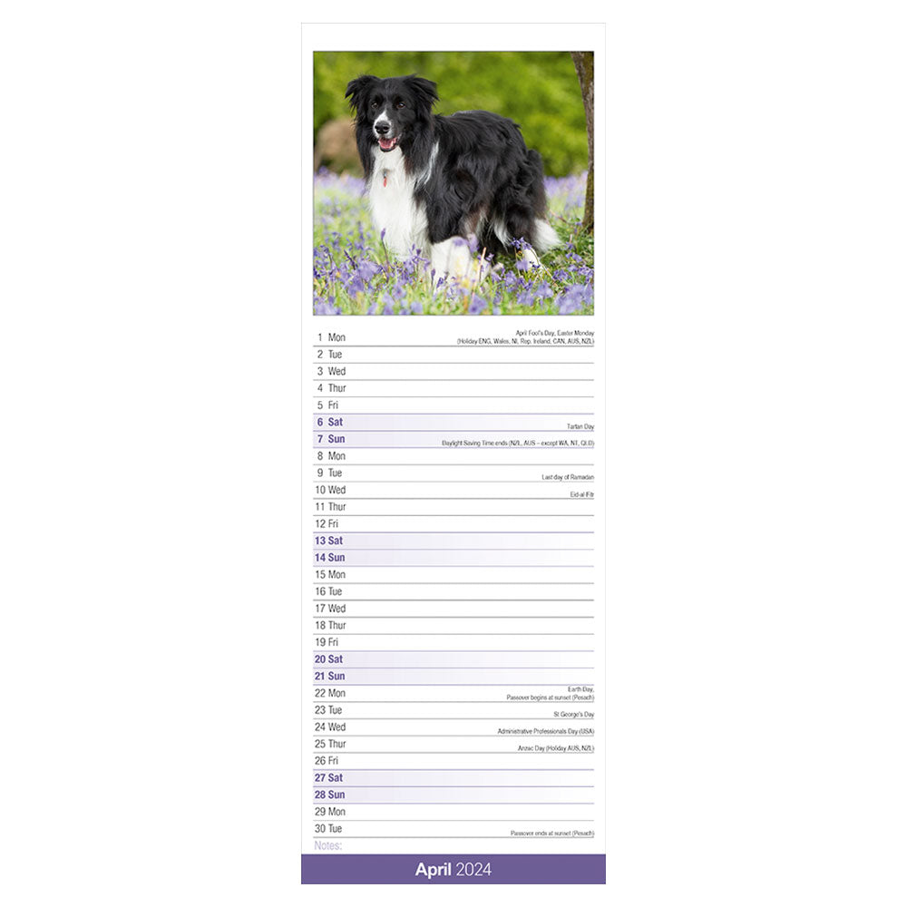 A Border Collie is pictured amongst bluebells for the month of April.