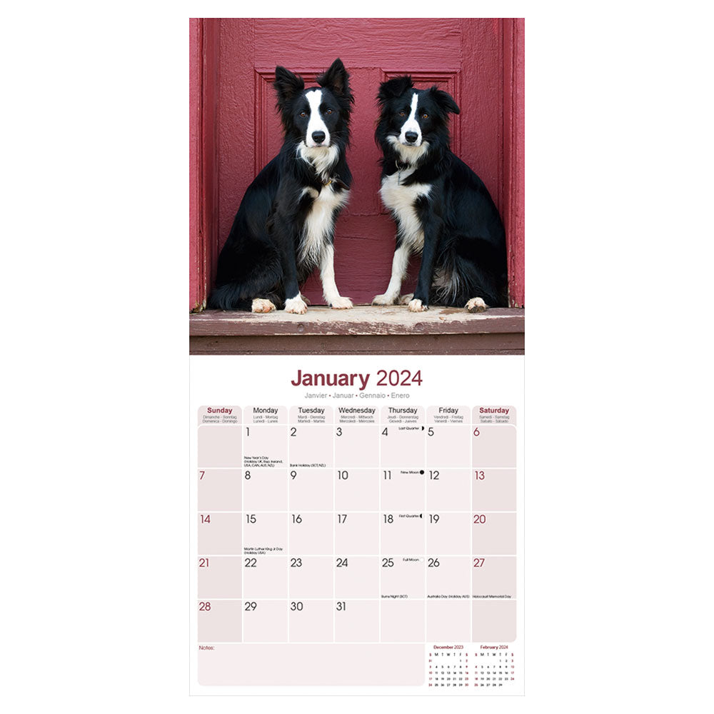 Two Border Collies are pictured in front of  a raspberry coloured door for the month of January.