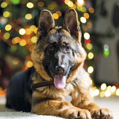 A German Shepherd dog smiles as it lies in front of a beautifully lit Christmas tree.