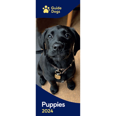 A Black Labrador puppy features on the cover on the Guide Dogs Puppy 2024 Slim Calendar.