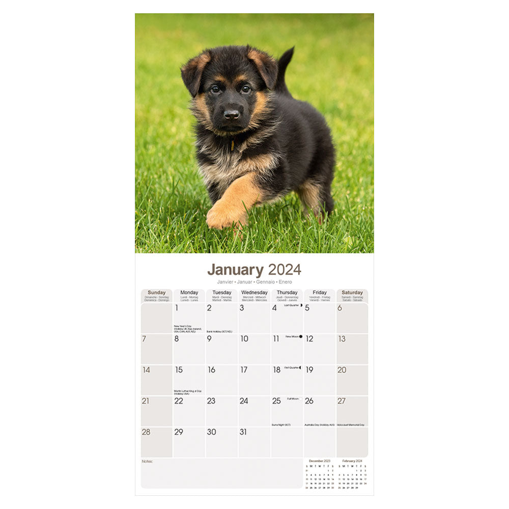 A German Shepherd puppy runs around in the grass for the month of January. 