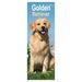A Golden Retriever is sitting patiently in a field.