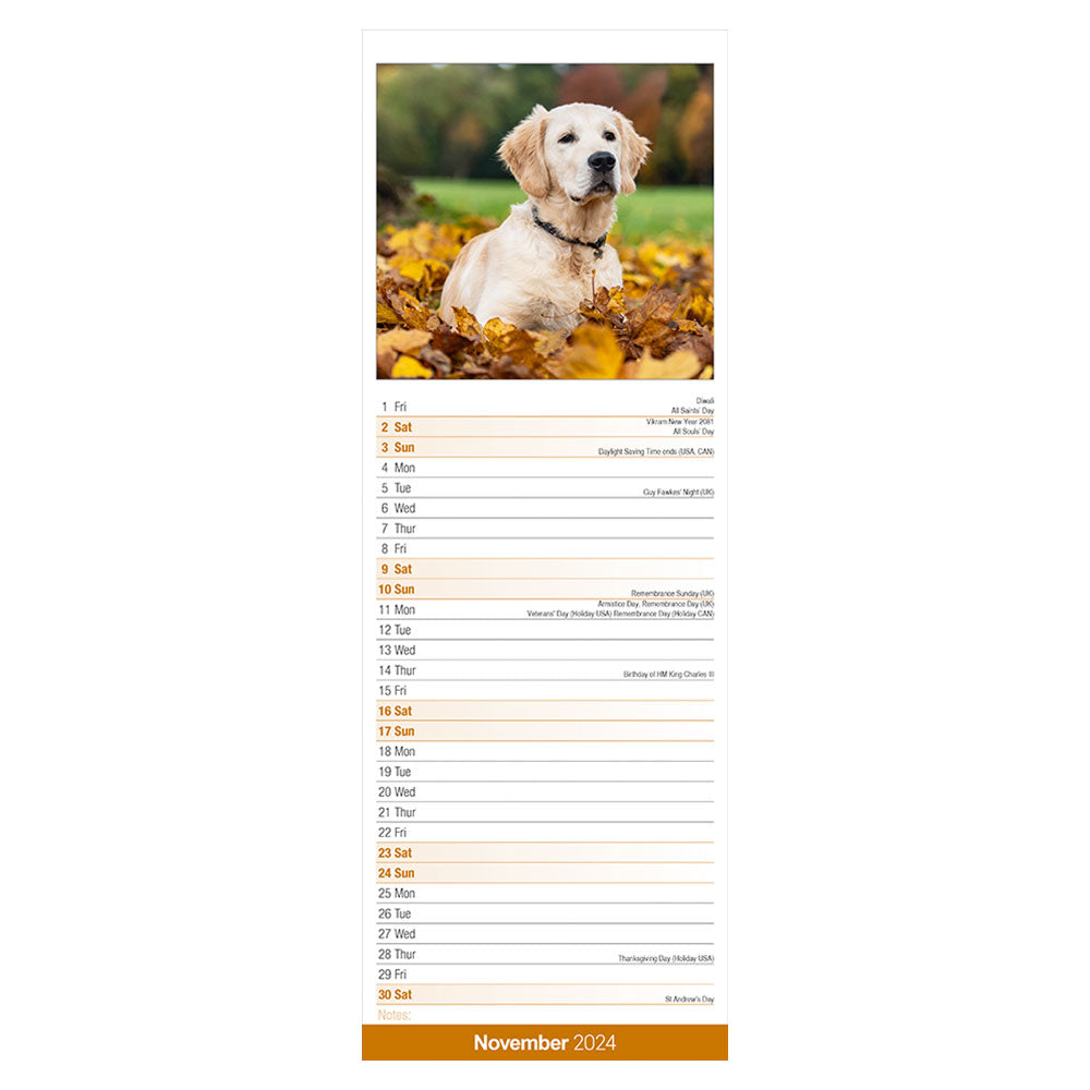 A Golden Retriever sports the month of November by lying on Autumns leaves.