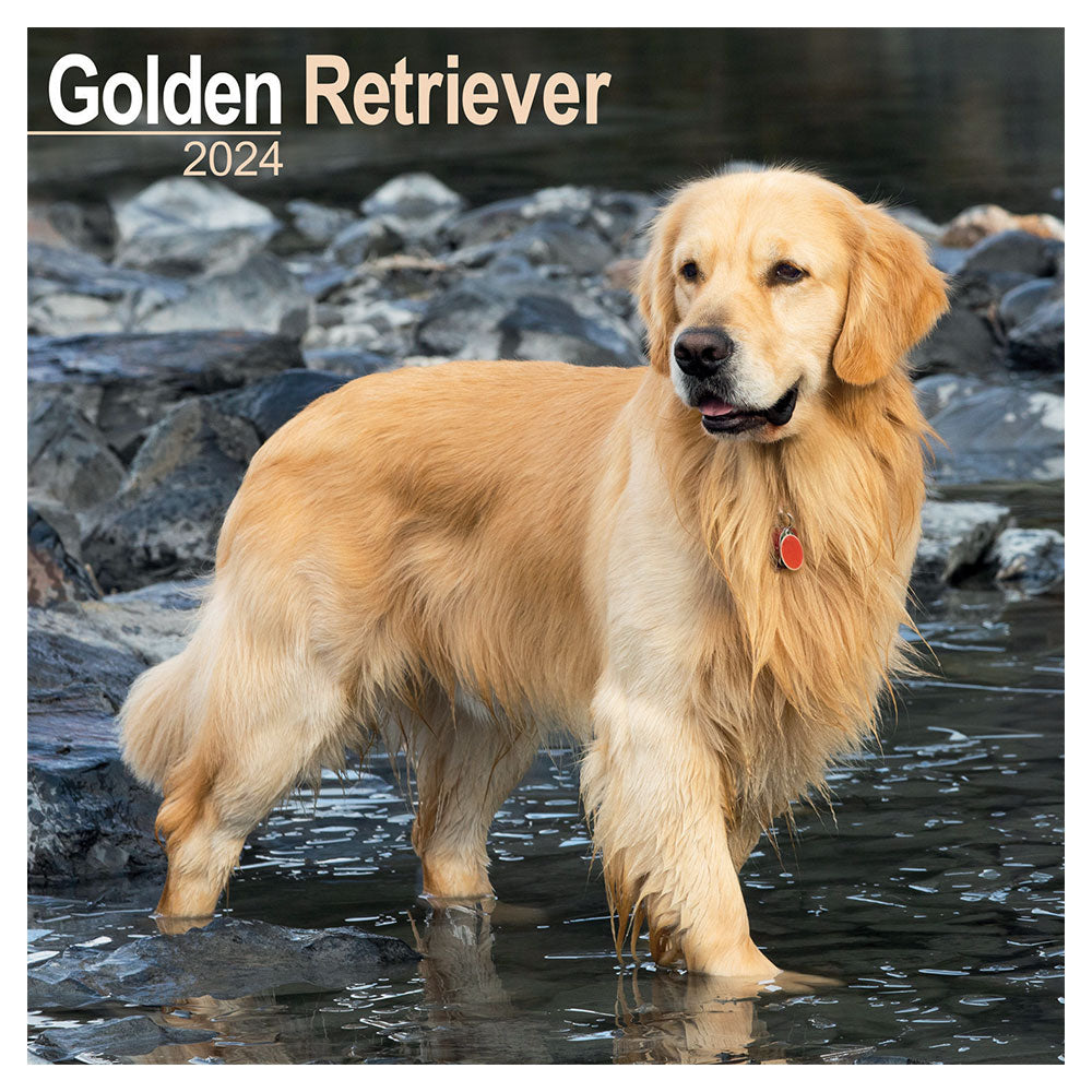 A Golden Retriever looks on while standing in water.