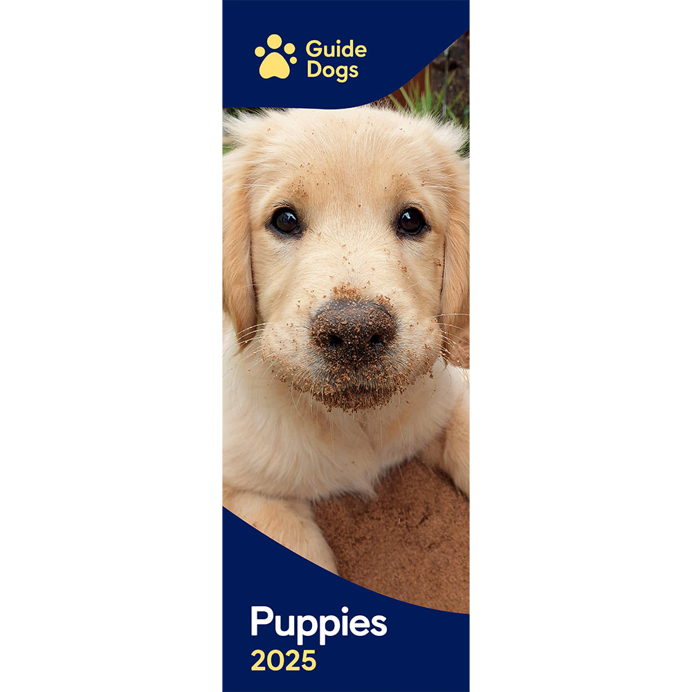 A Golden Retriever puppy features on the cover on the Guide Dogs Puppy 2025 Slim Calendar.