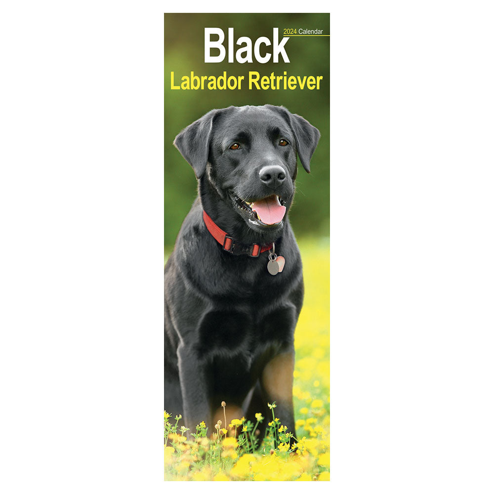 A Black Labrador Retriever waits patiently in a field.