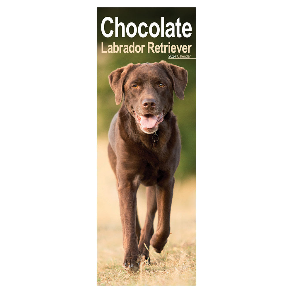 A Chocolate Labrador Retriever runs in a field.