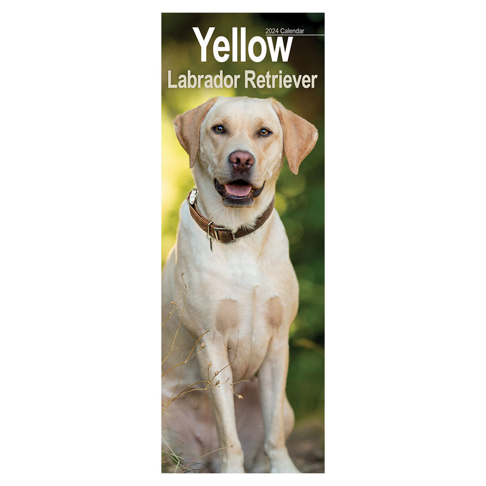 Yellow Labrador 2024 Slim Calendar