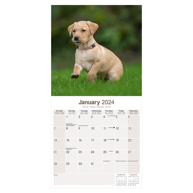 A Yellow Labrador Retriever puppy is seen playing in the grass for the month of January.