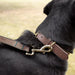 A close-up of black Labrador head and neck, shown wearing brown collar and lead with brass clip visible.