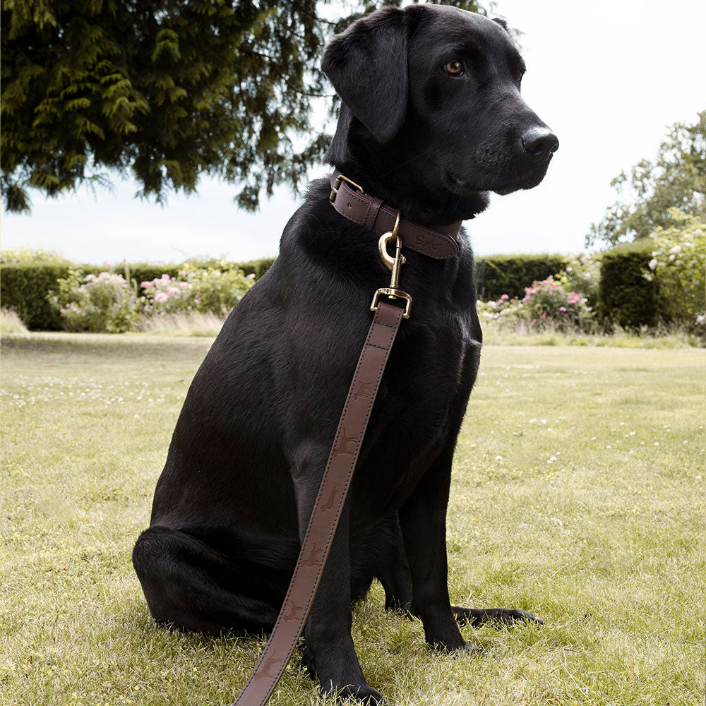 A black Labrador sits on a grass lawn wearing a brown leather collar and lead.