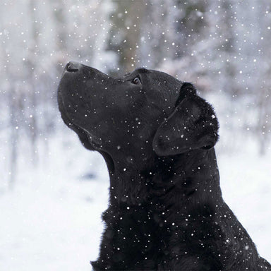 A black Labrador sits perfectly while snow falls all around.