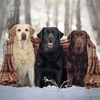 Three Labradors shelter from the cold with a warm blanket.