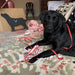 A Black Labrador sat next to an unwrapped Black Labrador clock.