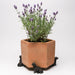 A terracotta plant pot containing a lavender plant sits on dog shaped black plant feet.