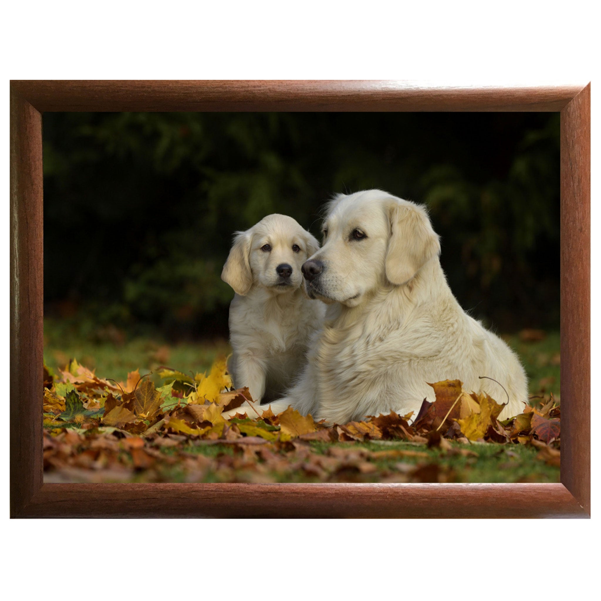 A close up image of the Mum and Pap Lap Tray. It features an image of a Labrador mother and pup in an autumnal field.