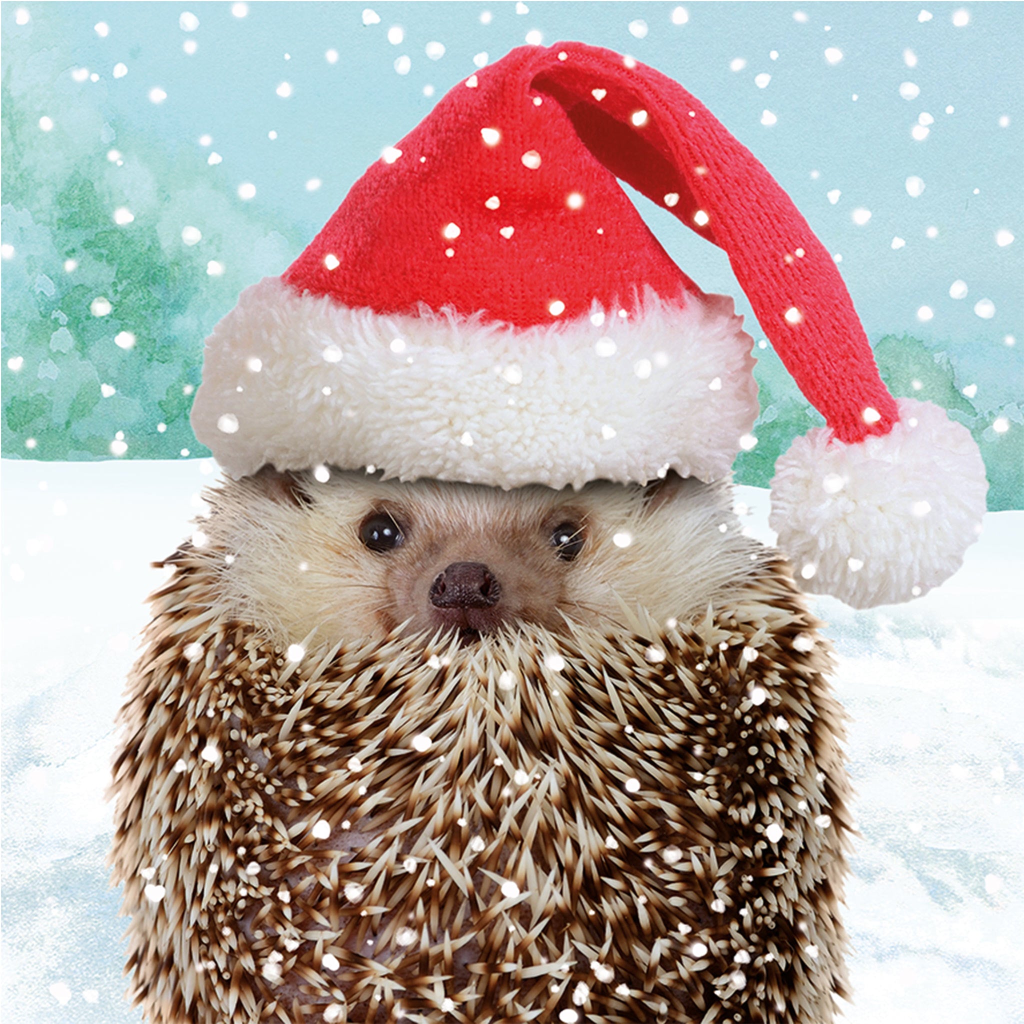 The design on this Christmas card is of a hedgehog, wearing a Father Christmas hat.