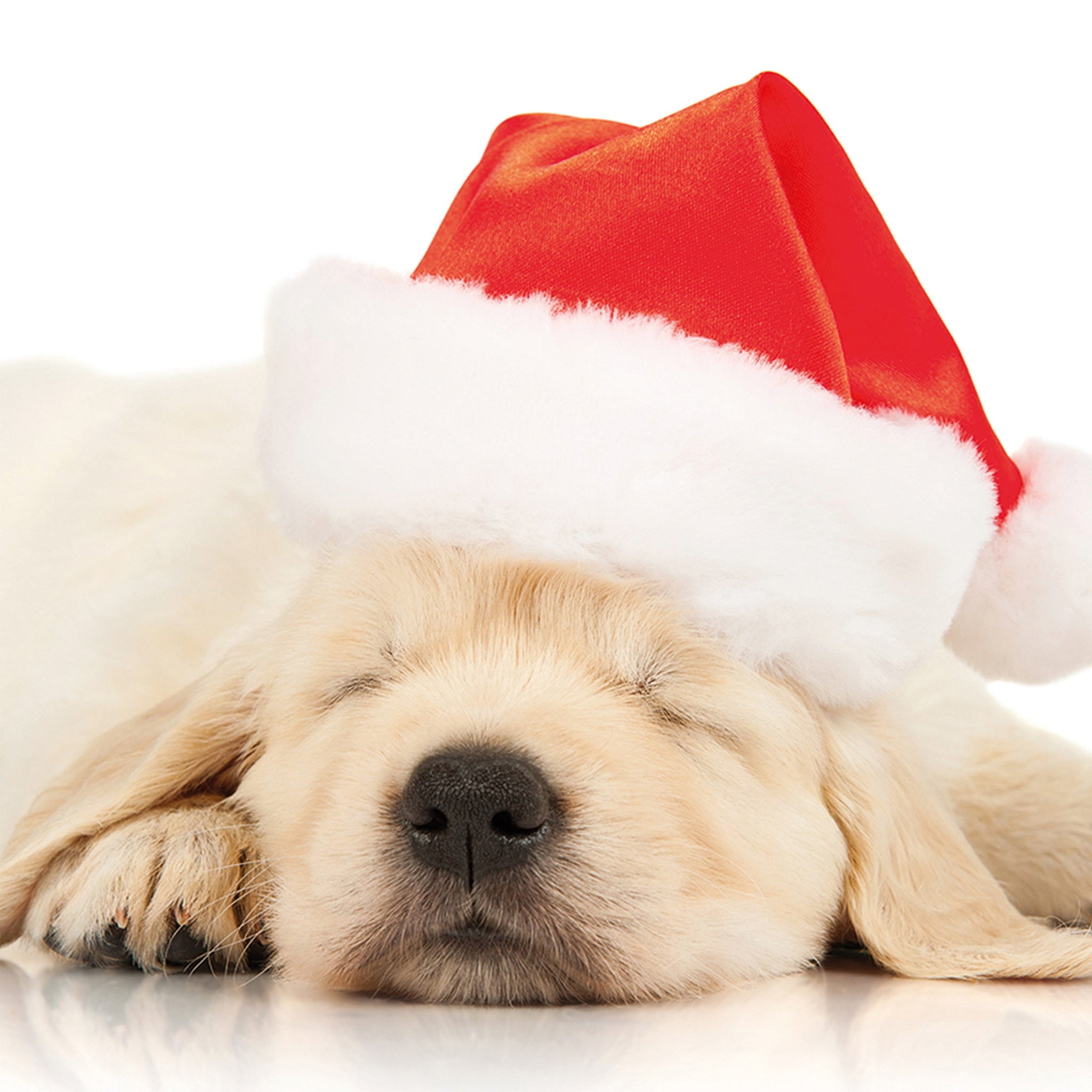 The design on this Christmas card is a photograph of a Labrador puppy, sleeping under a Santa hat 