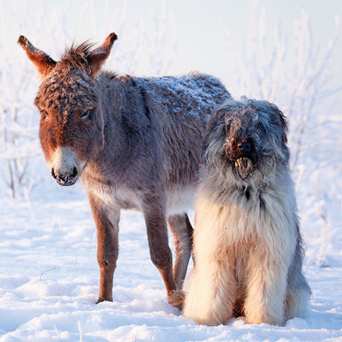 The design on this card is a photo of a shaggy dog and donkey, standing in a snowy field.