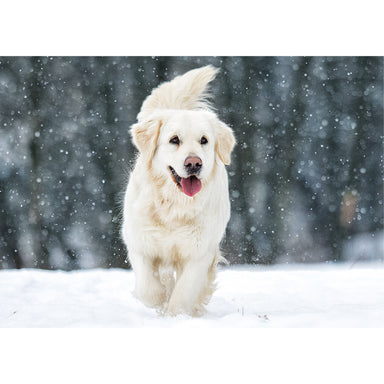 A Christmas card with a photograph of a golden retriever running though the snow. 