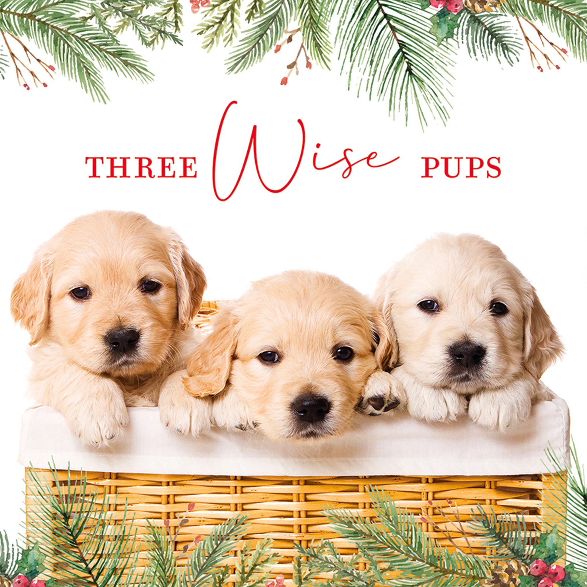 A Christmas card with a photograph of three yellow Labrador puppies in a basket, there is a border of Christmas garlands and text on the card reads "Three Wise Pups".