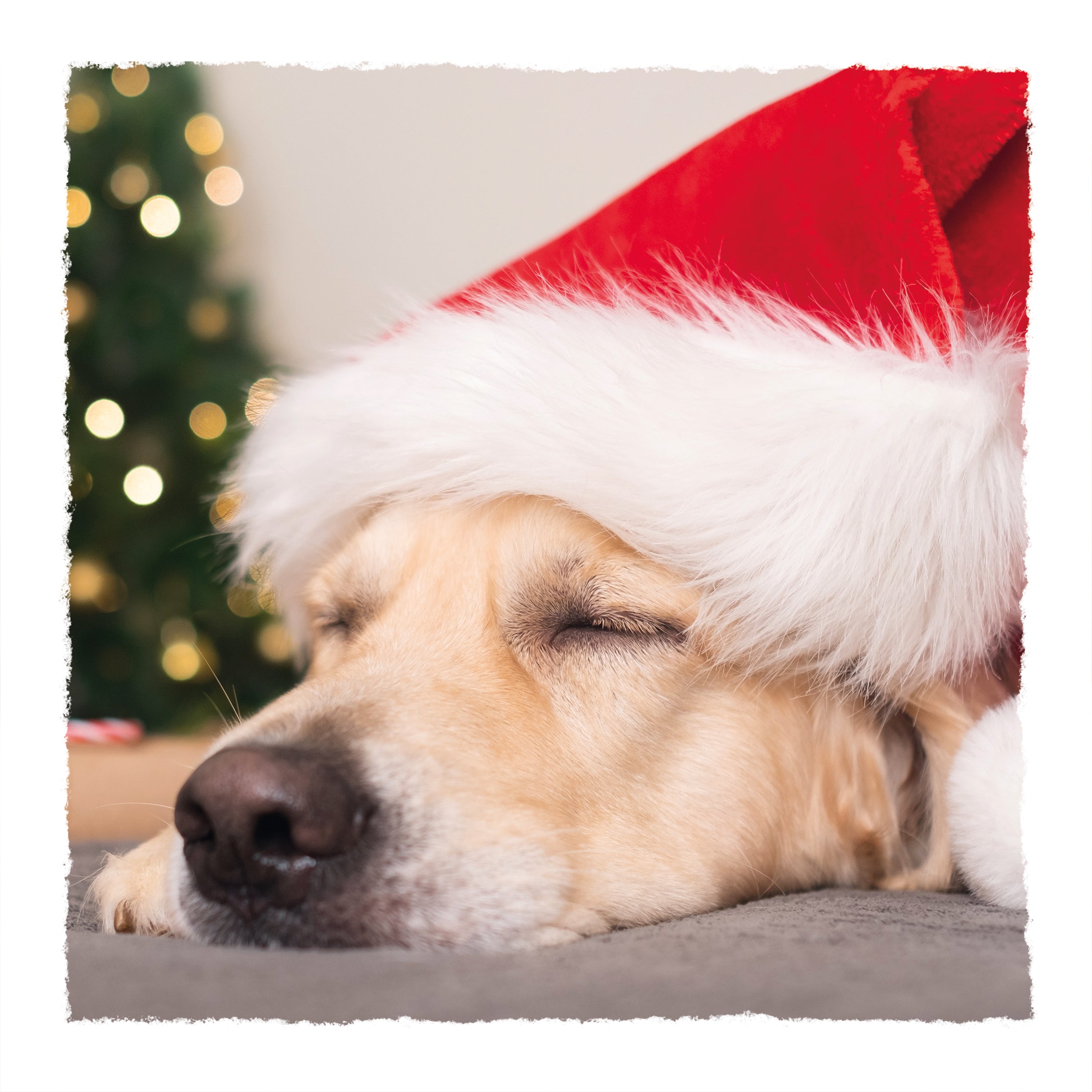 The design is an image of a dog sleeping in front of a Christmas tree with a Christmas hat on.