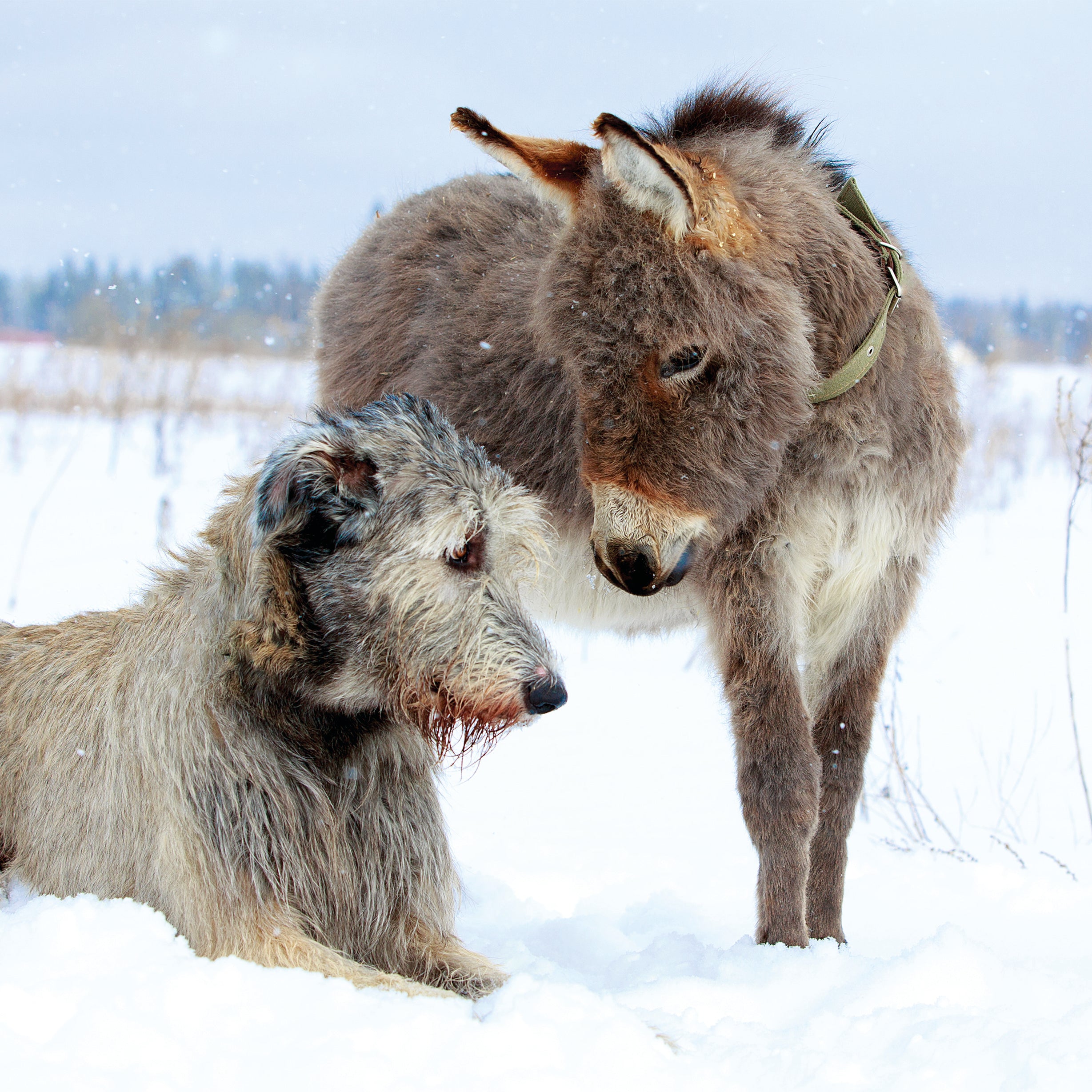 The design shows a photo of a donkey stood in snow, looking down at a Irish Wolfhound dog laying in the snow.